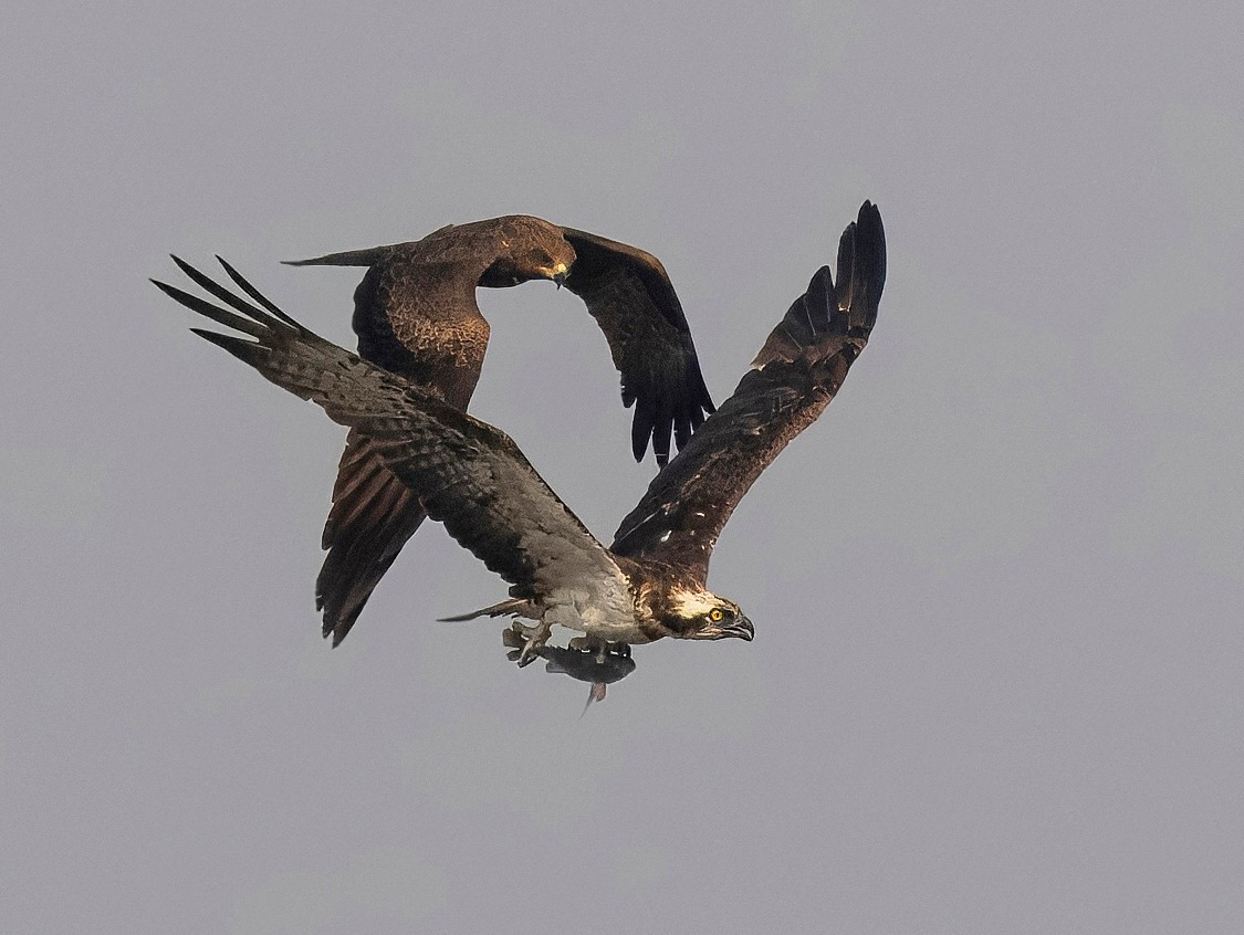 Two eagles with grey sky